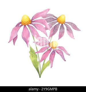 Un gruppo di fiori di echinacea rosa e viola con centri gialli e steli verdi in un'illustrazione ad acquerello, ideale per il confezionamento di prodotti salutari, il branding per la cura della pelle, o prodotti a base di tè alle erbe Foto Stock