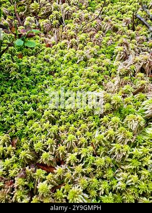 Foto ravvicinate dei dettagli della foresta in un giorno d'estate: Catturare i verdi vivaci, le foglie illuminate dal sole e le intricate texture della bellezza della natura Foto Stock