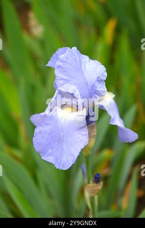 Blu pallido all'inizio dell'estate fiori di Iris barbuti Jane Phillips che crescono in un confine Regno Unito maggio Foto Stock