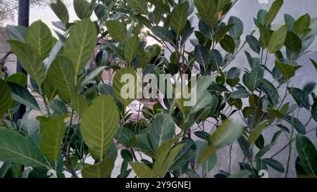 L'albero del jackfruit è fertile e le foglie sono ombreggiate Foto Stock