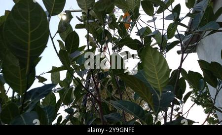 L'albero del jackfruit è fertile e le foglie sono ombreggiate Foto Stock