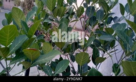 L'albero del jackfruit è fertile e le foglie sono ombreggiate Foto Stock