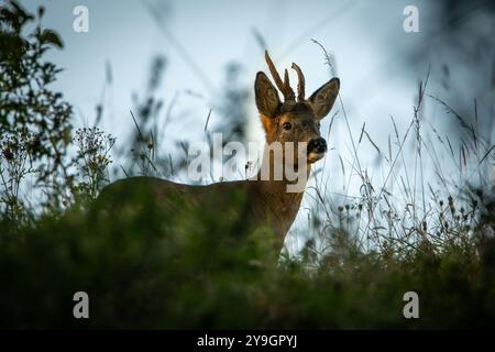 Roe Deer buck nel bosco del lancashire Foto Stock