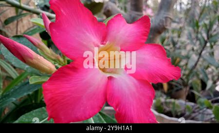 Fiori di Adenio o frangipani rossi Foto Stock