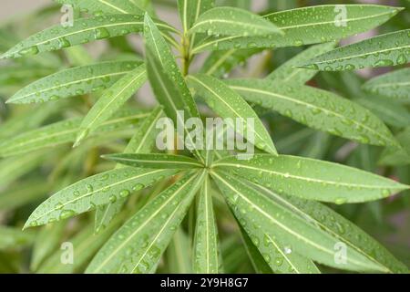 Nerium oleander o rosebay piante giovani foglie verdi bagnate con gocce di pioggia Foto Stock