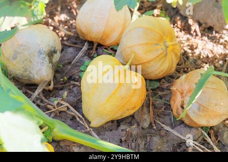 Physalis philadelphica cresce nel giardino di cottage. Bacche di Physalis in agricoltura. Raccolta. Coltivare ciliegie invernali nei terreni agricoli. Foto Stock