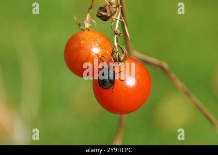 Ultimo pomodoro ciliegino in autunno con una ninfa scura di un insetto dello scudo verde (Palomena prasina). Giardino olandese, ottobre, Paesi Bassi Foto Stock