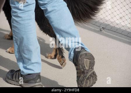 c'era sempre un forte legame tra gli animali e gli esseri umani, un forte legame tra gli animali e gli esseri umani Foto Stock