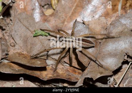 Lupo rabbioso Spider, Rabidosa rabida Foto Stock