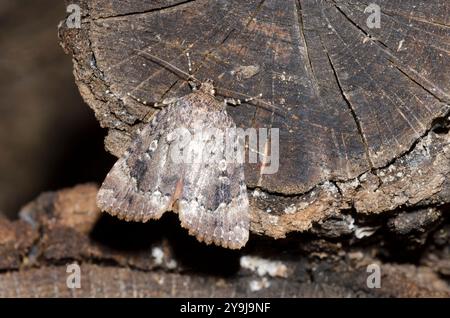 Rame, Underwing Amphipyra pyramidoides Foto Stock