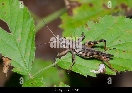 Grasshopper a gola cilindrica, Melanoplus sp. Foto Stock