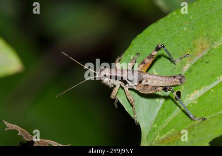 Grassopper a gola sputa, Melanoplus sp., maschio Foto Stock