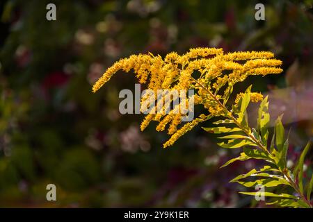 Fiori gialli Ambrosia su cespugli irriverenti. Stagione allergica. Piante allergiche in natura.,allergeniche, Foto Stock