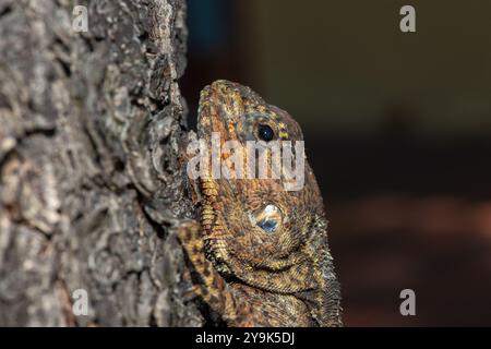 Agama dalla testa blu di Falk (Acanthocercus cyanocephalus) Foto Stock