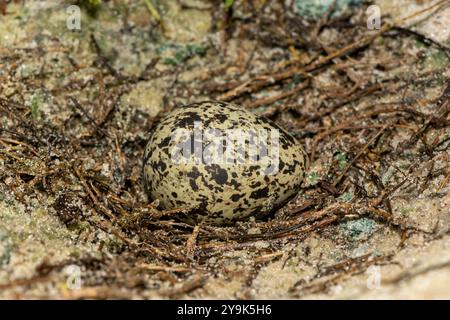 L'uovo di un fabbro (Vanellus armatus), noto anche come fabbro plover, nel suo nido in natura Foto Stock