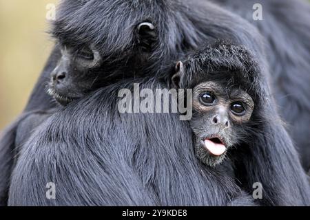 Scimmia ragno dalla testa marrone, (Ateles fusciceps robustus), adulto, ritratto, due animali, comportamento sociale, non parla, Sud America Foto Stock