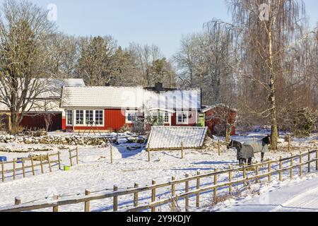 Cavalli in un paddock con una recinzione di legno in una fattoria di campagna in una bella giornata invernale soleggiata, Svezia, Europa Foto Stock