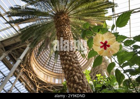 Fiore di ibisco, giardino di palme, cupola, NY Carlsberg Glyptotek o New Carlsberg Glyptothek, museo d'arte per scultura e pittura, architetti Vilhelm Dahl Foto Stock