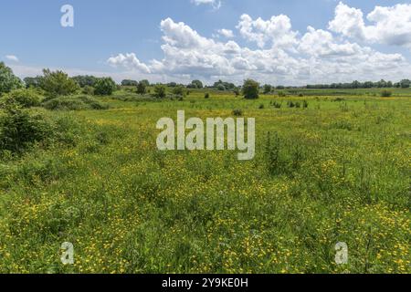 Prati in fiore nella riserva naturale penisola di Holnis, NSG al fiordo di Flensburg, cielo azzurro, nuvole bianche, Gluecksburg, Schleswig-Holstein, Germania Foto Stock