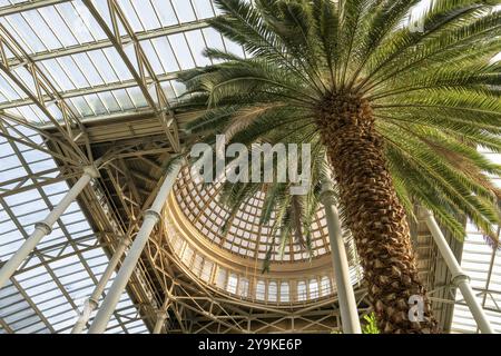 Sala centrale con cupola, giardino di palme, NY Carlsberg Glyptotek o New Carlsberg Glyptothek, museo d'arte per scultura e pittura, architetti Vilhelm Dah Foto Stock