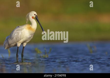 Cucchiaio (Platalea leucorodia), foraggio, famiglia di ibise e cucchiai, foraggio, biotopo, Stati Uniti, Nord America, Florida, Everglades, nasconde De Cale Foto Stock