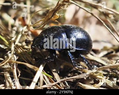 Scarabeo forestale (Anoplotrupes stercorosus), macro, Renania settentrionale-Vestfalia, Germania, Europa Foto Stock