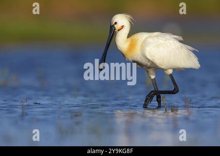 Cucchiaio (Platalea leucorodia), foraggio, famiglia di ibise e cucchiai, foraggio, biotopo, Stati Uniti, Nord America, Florida, Everglades, nasconde De Cale Foto Stock