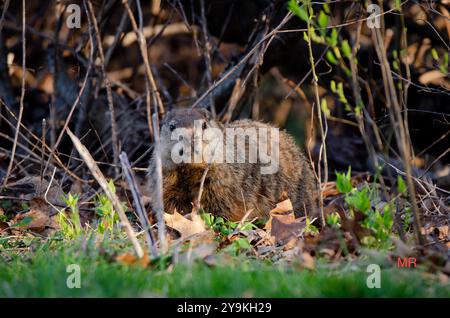 Groundhog nella foresta Foto Stock