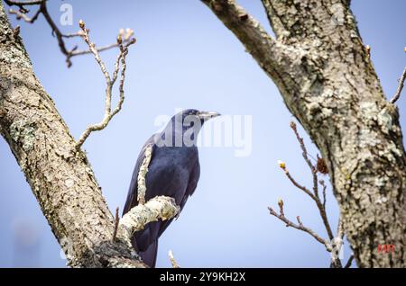 Corvo americano nell'albero Foto Stock