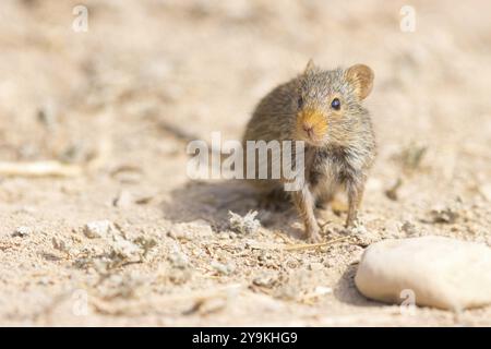 Ratto del Nilo, ratto erboso del Nilo (Arvicanthis niloticu) S, Medio Oriente, Oman, Governatorato di Dhofar, Oman, Governatorato di Dhofar, Oman, Asia Foto Stock