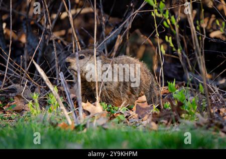 Groundhog nella foresta Foto Stock