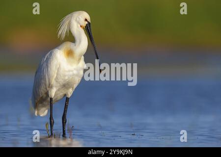 Cucchiaio (Platalea leucorodia), foraggio, famiglia di ibise e cucchiai, foraggio, biotopo, Stati Uniti, Nord America, Florida, Everglades, nasconde De Cale Foto Stock