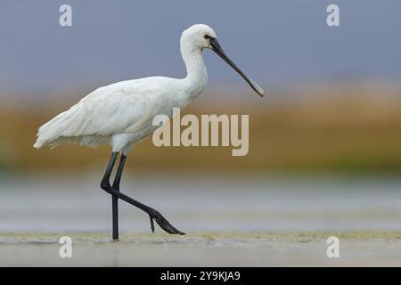 Cucchiaio (Platalea leucorodia), foraggio, famiglia di ibise e cucchiai, foraggio, biotopo, Stati Uniti, Nord America, Florida, Everglades, East Khawr, KH Foto Stock