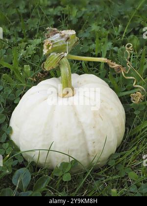 Famiglia delle zucche (Cucurbitaceae), zucca ornamentale, Renania settentrionale-Vestfalia, Germania, Europa Foto Stock