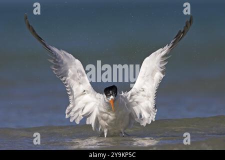 Bathing Royal Tern (Sterna maxima), Waters, USA, Nord America, Florida, ft. De Soto Park, St. Petersburg, Florida, Stati Uniti, Nord America Foto Stock