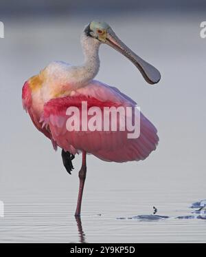 Roseate spoonbill (Ajaja ajaja), Fort Myers, Florida, Stati Uniti, famiglia di ibises e cucchiai, Little estero Lagoon, ft. Myers Beach, Florida, Stati Uniti, Nort Foto Stock