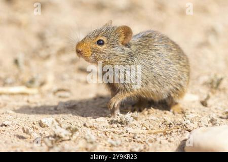 Ratto del Nilo, ratto erboso del Nilo (Arvicanthis niloticu) S, Medio Oriente, Oman, Governatorato di Dhofar, Oman, Governatorato di Dhofar, Oman, Asia Foto Stock