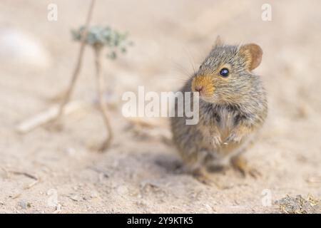 Ratto del Nilo, ratto erboso del Nilo (Arvicanthis niloticu) S, Medio Oriente, Oman, Governatorato di Dhofar, Oman, Governatorato di Dhofar, Oman, Asia Foto Stock