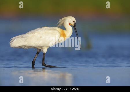 Cucchiaio (Platalea leucorodia), foraggio, famiglia di ibise e cucchiai, foraggio, biotopo, Stati Uniti, Nord America, Florida, Everglades, nasconde De Cale Foto Stock