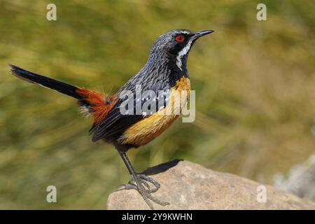 Rockjumper petto d'arancia, (Chaetops aurantius), Africa, Sudafrica, KwaZulu-Natal, dintorni di Underberg / sani Pa, Underberg, KwaZulu-Natal, AFR Foto Stock