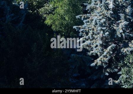 Alberi Evergreen divisi dalla luce del sole mattutino: Un concetto di dualità in forma triangolare Foto Stock