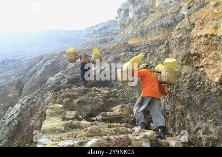 I minatori di zolfo si arrampicano sulle pareti della caldera del cratere Ijen con un carico medio di 90 kg. Foto Stock