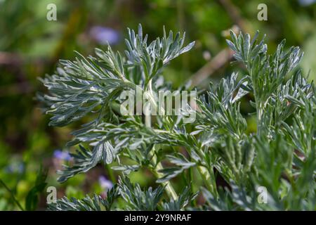 Aramara vermwood Artemisia absinthium cespuglio cresce in natura. Foto Stock