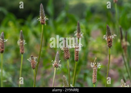 Un primo piano della piantagione di Ribwort, Plantago lanceolata. Foto Stock