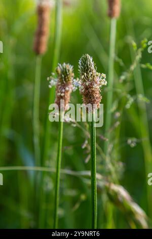 Un primo piano della piantagione di Ribwort, Plantago lanceolata. Foto Stock