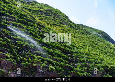 Una collina lussureggiante ricoperta di piante verdi viene innaffiata dagli sprinkler. Gli spruzzi d'acqua degli sprinkler creano una nebbia rinfrescante sulle piante Foto Stock