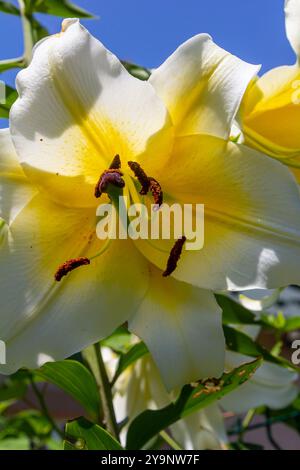 fiori gialli di lilio con burroni e foglie verdi. Foto Stock