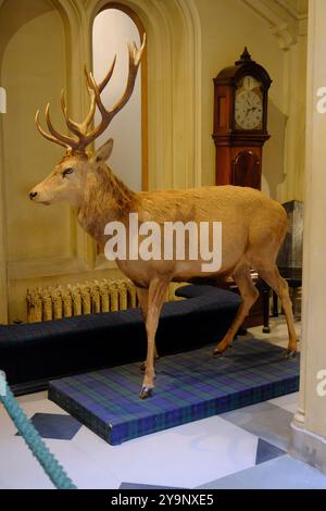 Trofei di caccia al castello di Dunrobin vicino a Golspie Highland, Scozia Foto Stock