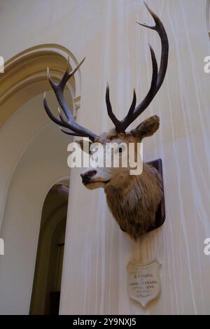 Trofei di caccia al castello di Dunrobin vicino a Golspie Highland, Scozia Foto Stock