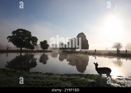 Richmond upon Thames, Londra. Venerdì 11 ottobre 2024. Un cervo pascolava in una mattina nebbiosa e autunnale a Bushy Park vicino a Hampton Court, Londra. Il credito fotografico dovrebbe leggere: Katie Collins/Alamy Live News Foto Stock